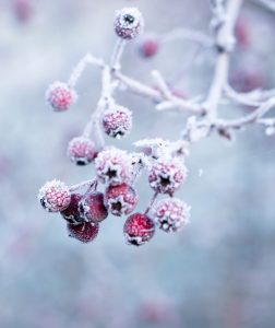 frozen berries on a tree in the snow
