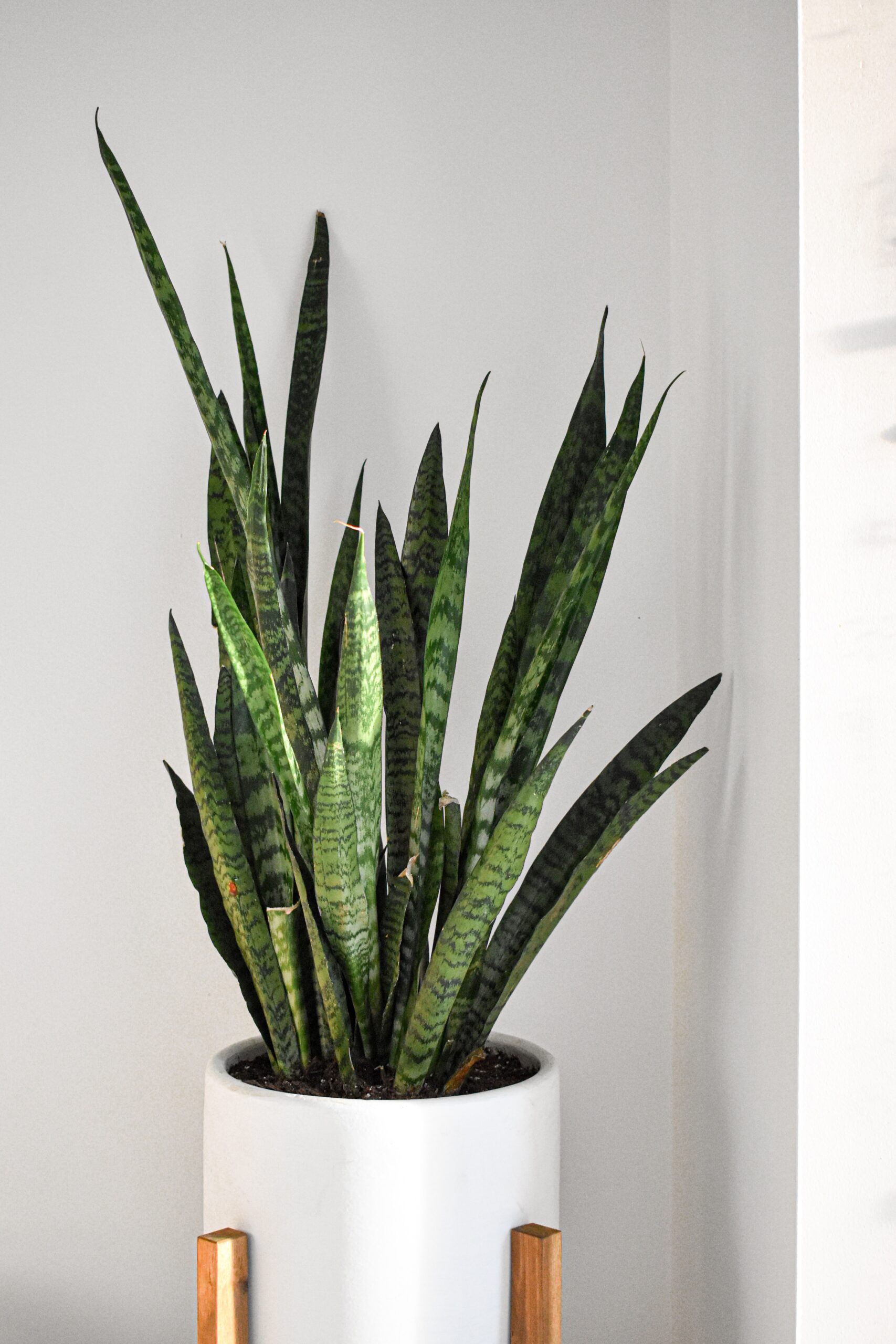 snake plant for clean air